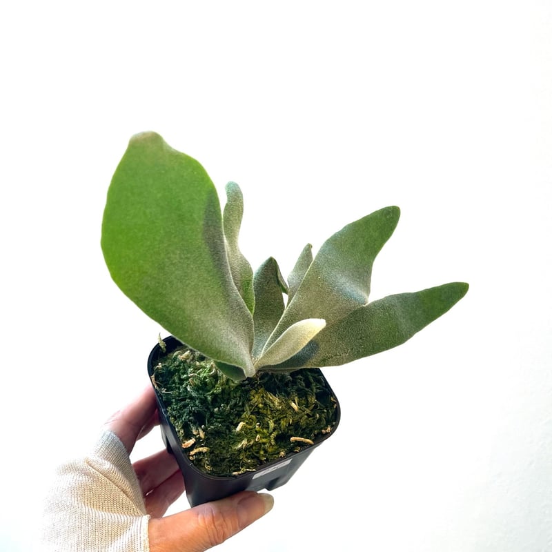 ビカクシダ willinkii bogor ☓ WhiteHawk 中株 ビカクシダ willinkii bogor ☓ WhiteHawk 中株 P.White Hawkの成長記