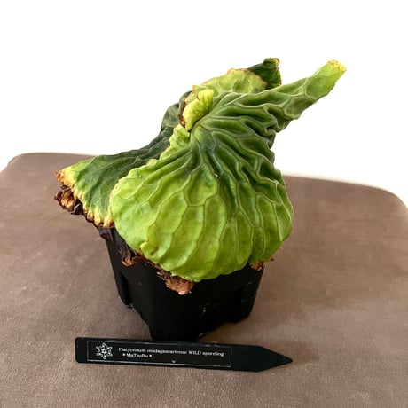 ビカクシダ | STORES