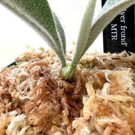 P. veitchii 'Silver frond' sporeling（ シルバーフロンド ）ビカクシダ　胞子培養／自家栽培／ポット苗／着生植物【Ｐ８5】〈親株画像あり〉