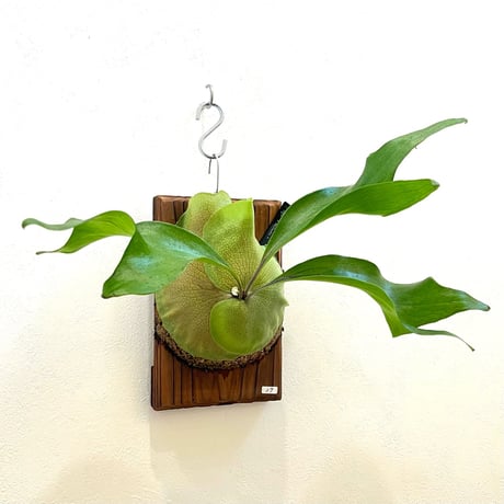 ビカクシダP.White bat sporeling ホワイトバット　焼き板付け ビカクシダP.White bat sporeling ホワイトバット焼き板付け