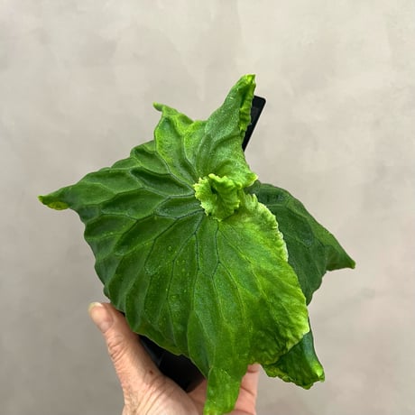 P．madagascariense ③　マダガスカリエンセ　子株　ビカクシダ P．madagascariense ③ マダガスカリエンセ 子株 ビカクシダ