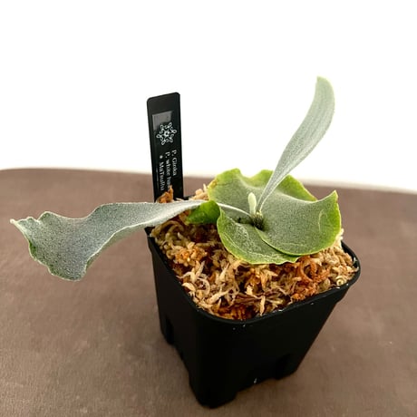 ビカクシダ | STORES