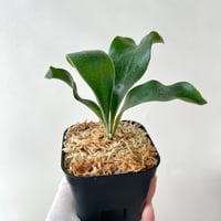 P. white Mr.Oat sporeling（ ホワイトミスターオート ）ビカクシダ 胞