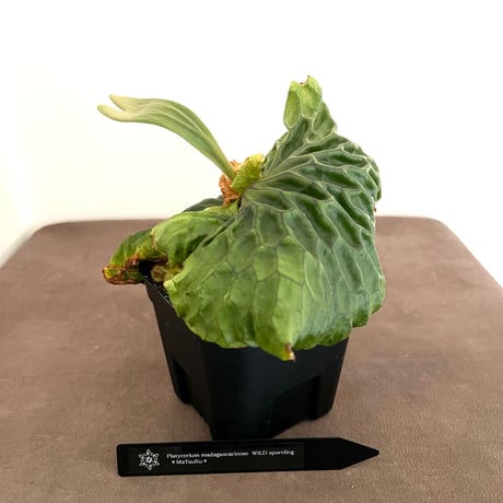 ビカクシダ | STORES