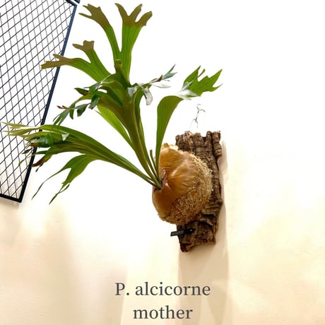 platyceriumalcicorne | STORES