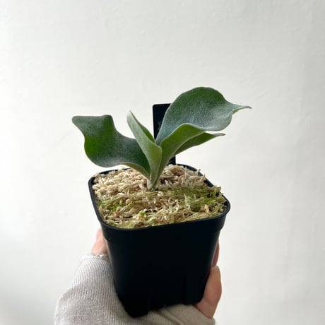 MaTsuRu（ビカクシダ／胞子培養・板付け販売）