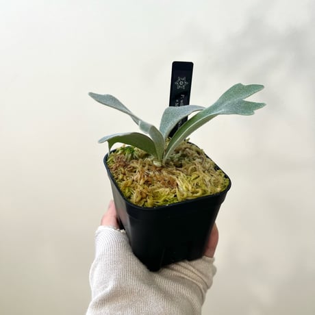 P. willinckii ‘Scofield Tatsuta’ sporeling（ ウィリンキースコフィールドタツタ ）ビカクシダ　胞子培養／自家栽培／ポット苗／着生植物【Ｐ７３】〈参考画像あり〉