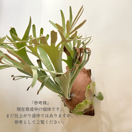 P. white Mr.Oat sporeling（ ホワイトミスターオート ）ビカクシダ　胞子培養／自家栽培／ポット苗／着生植物【Ｐ８８】〈参考画像あり〉