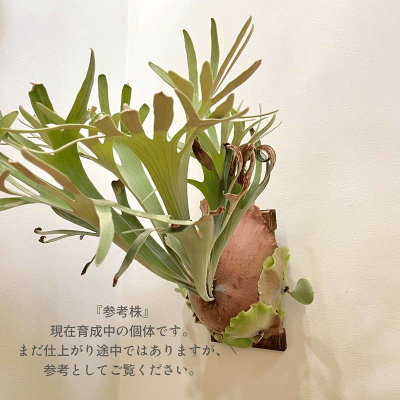 P. white Mr.Oat sporeling（ ホワイトミスターオート ）ビカクシダ 胞