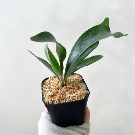着生植物 | STORES