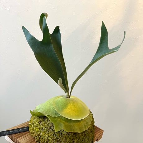 ビカクシダ | STORES