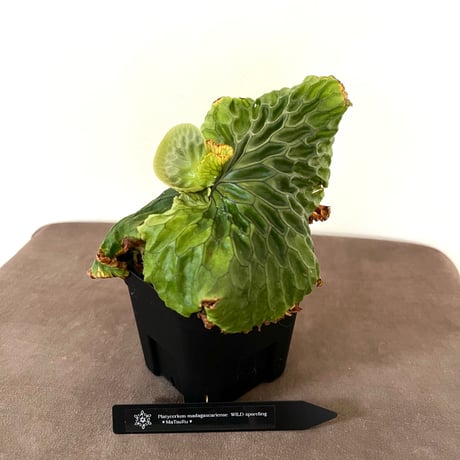 ビカクシダ | STORES