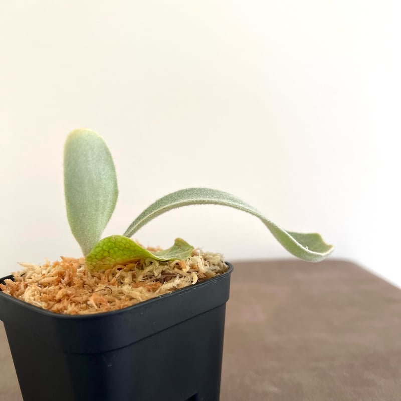 P. veitchii （monster veitchii) sporeling（ モンスター