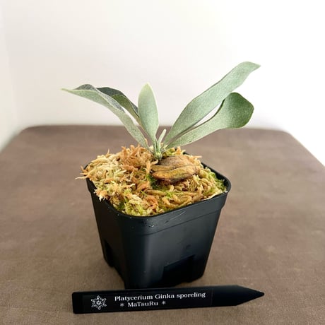 ビカクシダ | STORES