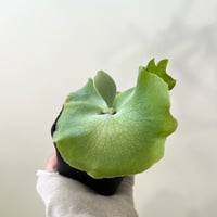 P. willinckii ‘Scofield Tatsuta’ sporeling（ ウィリンキースコフィールドタツタ ）ビカクシダ　胞子培養／自家栽培／ポット苗／着生植物【Ｐ７５】〈参考画像あり〉
