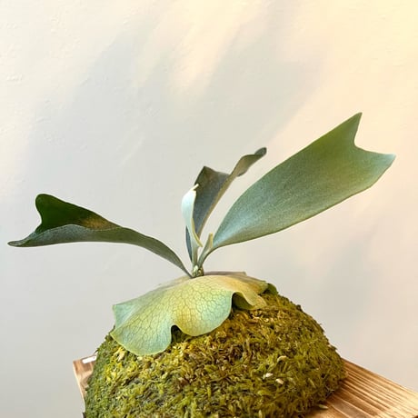 ビカクシダ | STORES