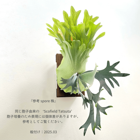 P. willinckii ‘Scofield Tatsuta’ sporeling（ ウィリンキースコフィールドタツタ ）ビカクシダ　胞子培養／自家栽培／ポット苗／着生植物【Ｐ７３】〈参考画像あり〉