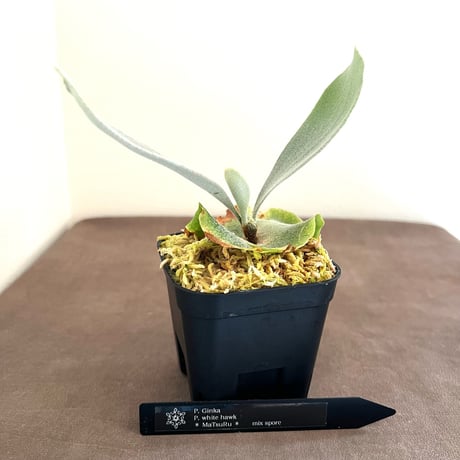 ビカクシダ | STORES