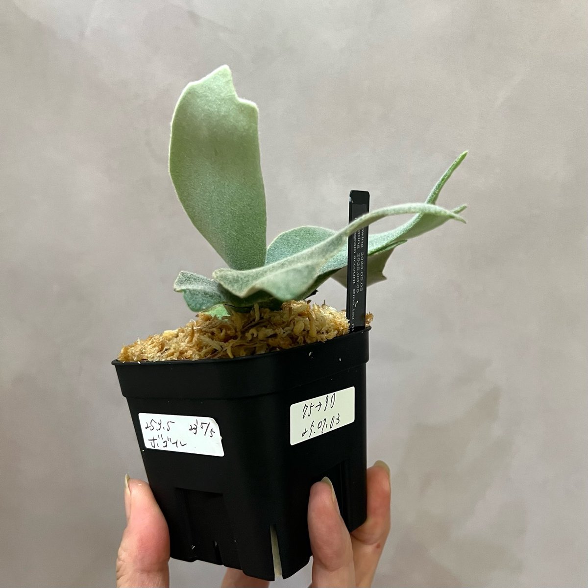 P21】ウィリンキーボゴール ビカクシダ P. willinckii Bogor s