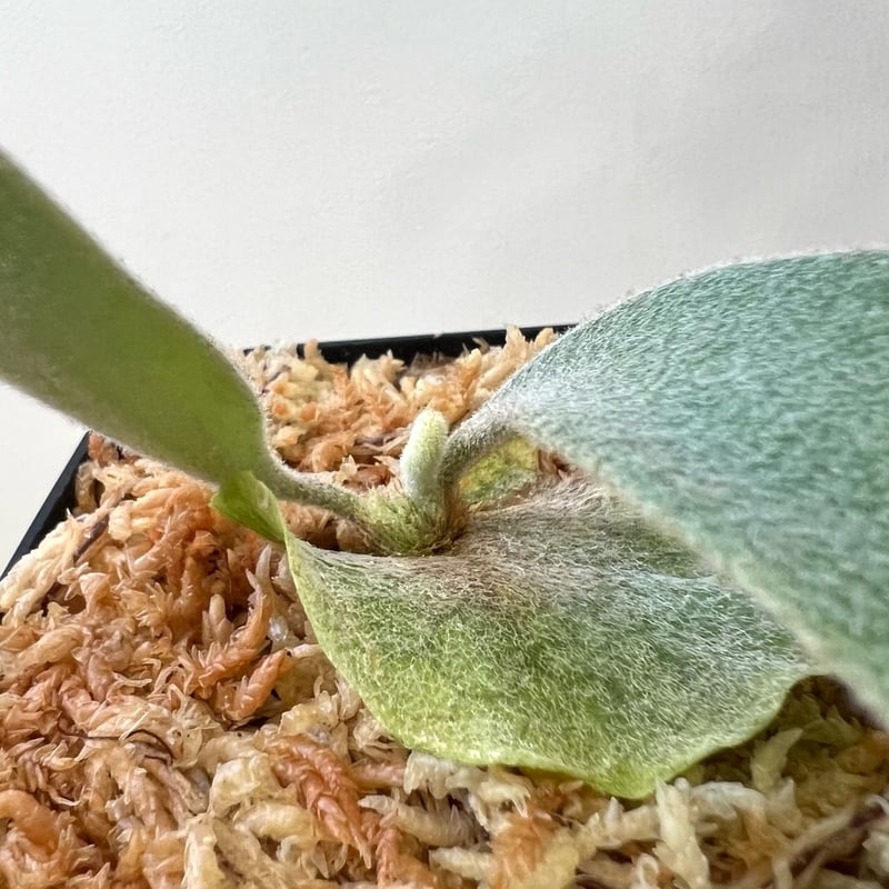 P. veitchii （monster veitchii) sporeling（ モンスター