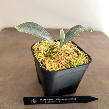 ビカクシダ | STORES