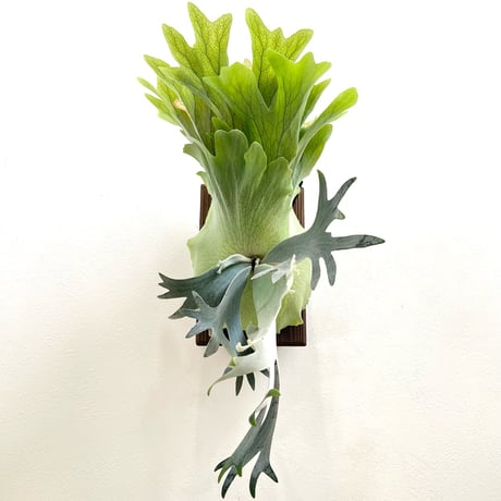 P. willinckii ‘Scofield Tatsuta’ sporeling（ ウィリンキースコフィールドタツタ ）ビカクシダ　胞子培養／自家栽培／ポット苗／着生植物【Ｐ７３】〈参考画像あり〉