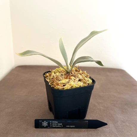 ビカクシダ | STORES