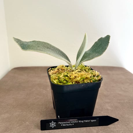 ビカクシダ | STORES