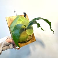 P21】ウィリンキーボゴール ビカクシダ P. willinckii Bogor s