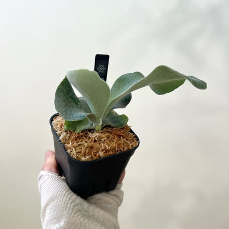 P. Pegasus sporeling（ ペガサス ）ビカクシダ　胞子培養／自家栽培／ポット苗／着生植物【Ｐ７１】〈参考画像あり〉🔸