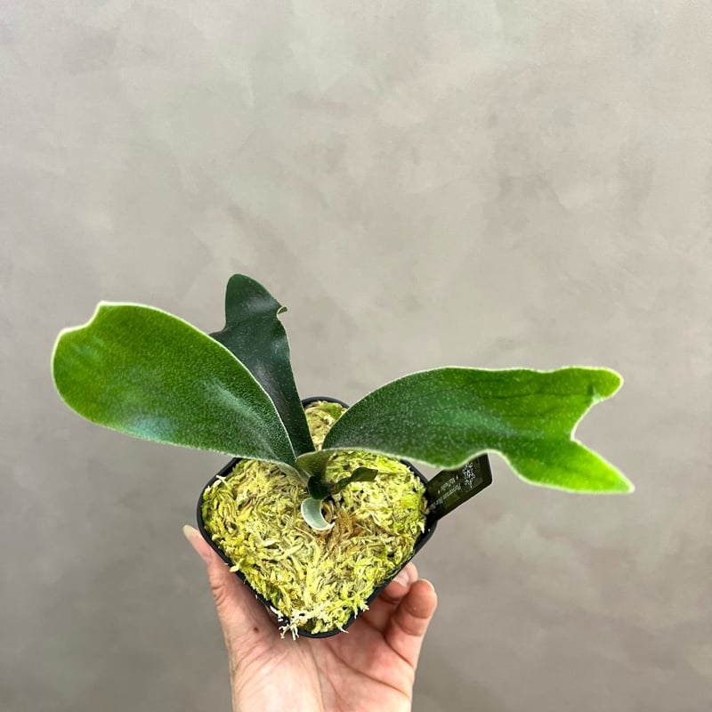 P33】ブルーダイアモンド#1 ビカクシダ P. Blue Diamond #1 sp