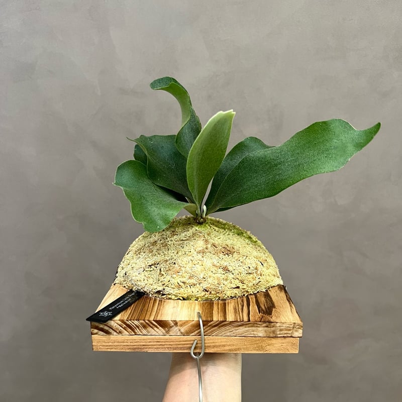 ビカクシダ　リトルフィンガー　little finger親株 ビカクシダ リトルフィンガー little finger親株