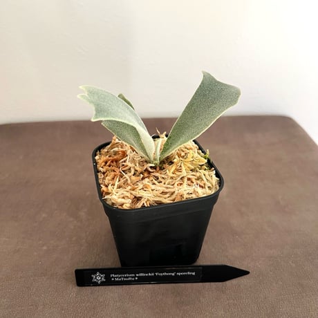 ビカクシダ | STORES