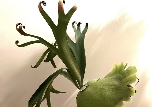 【maccoビカクシダセット】 ビカクシダ | STORES