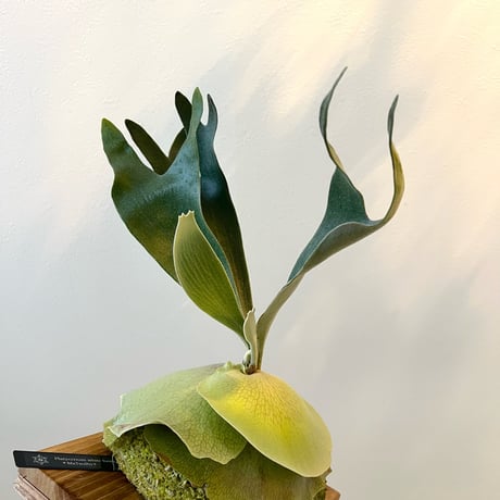 platycerium | STORES