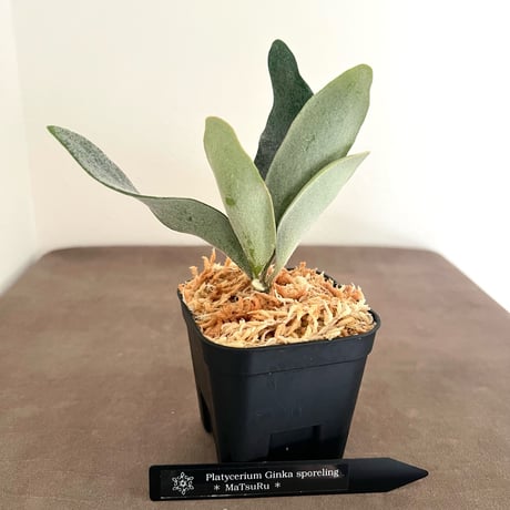 CATEGORY Ginka | MaTsuRu（ビカクシダ／胞子培養・板付け販売）