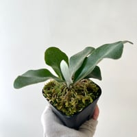 P. Pegasus sporeling（ ペガサス ）ビカクシダ　胞子培養／自家栽培／ポット苗／着生植物【Ｐ９６】〈参考画像あり〉