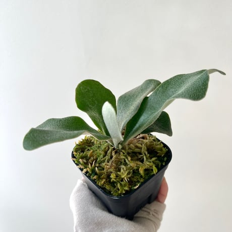 着生植物 | STORES