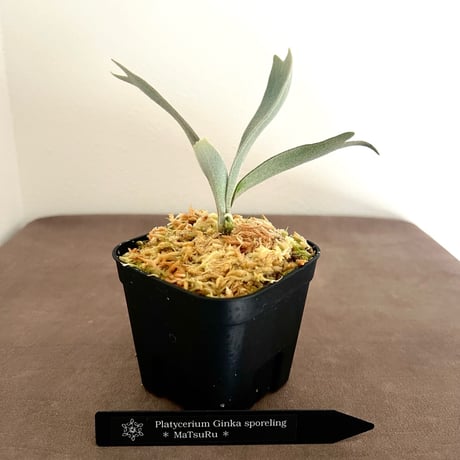 ビカクシダ | STORES