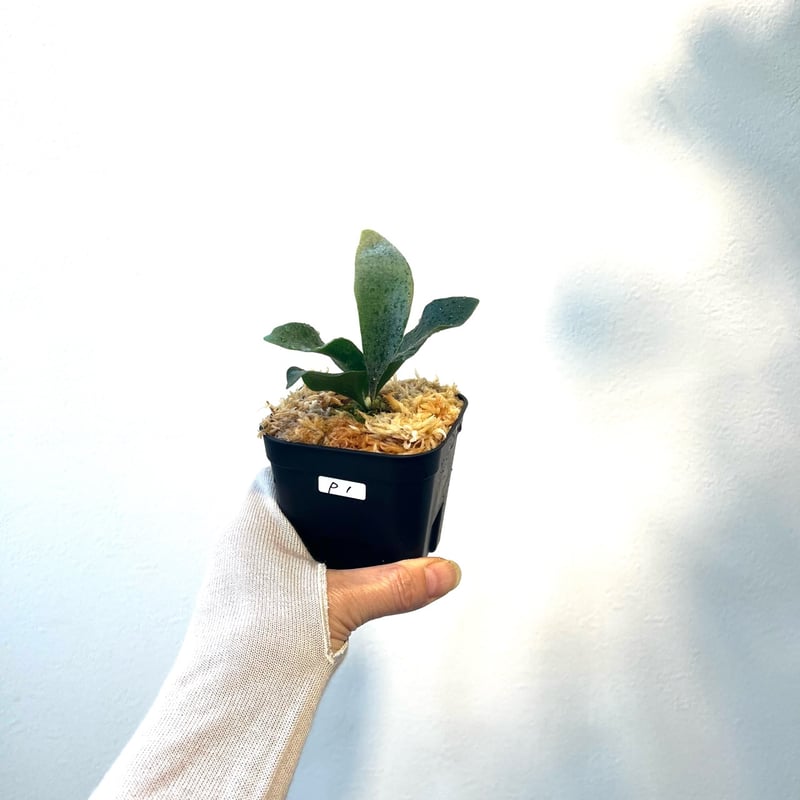 P. 'Ginka' sporeling（ギンカ）銀華 ビカクシダ 胞子培養／自家