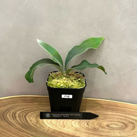 1点物のビカクシダ・ウインキーリキー白モダン陶器鉢入り 1点物の