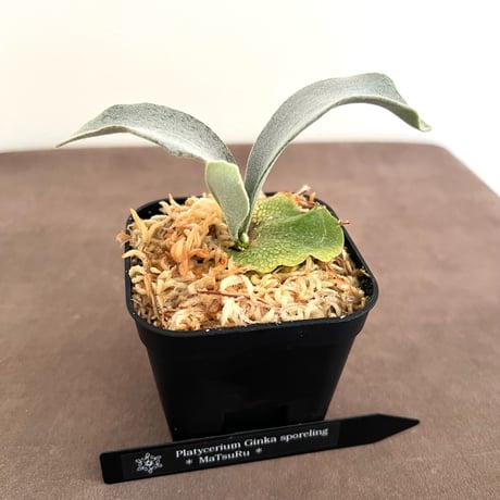 ビカクシダ | STORES