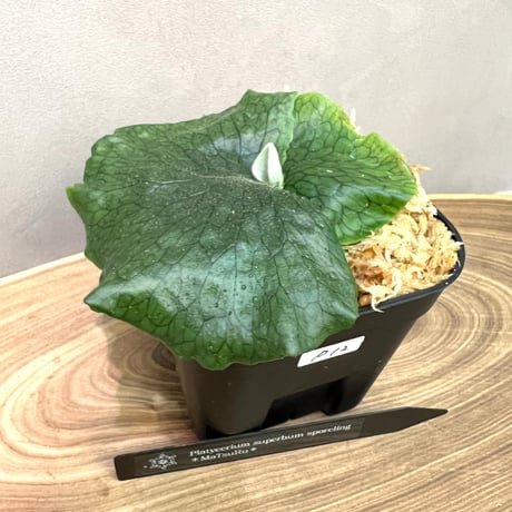 Sparrow　ビカクシダ 2株セット Sparrow ビカクシダ 2株セット Sparrow様専用 ビカクシダ 2株セット