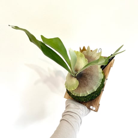 ビカクシダ板付け | STORES