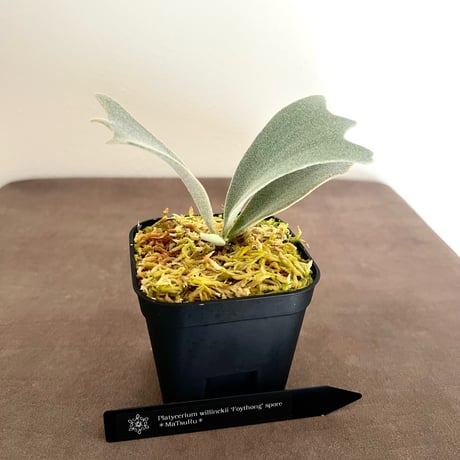 MaTsuRu（ビカクシダ／胞子培養・板付け販売）