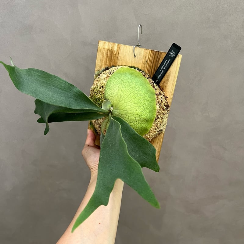 ビカクシダ リトルフィンガー#A p.Little Finger#A