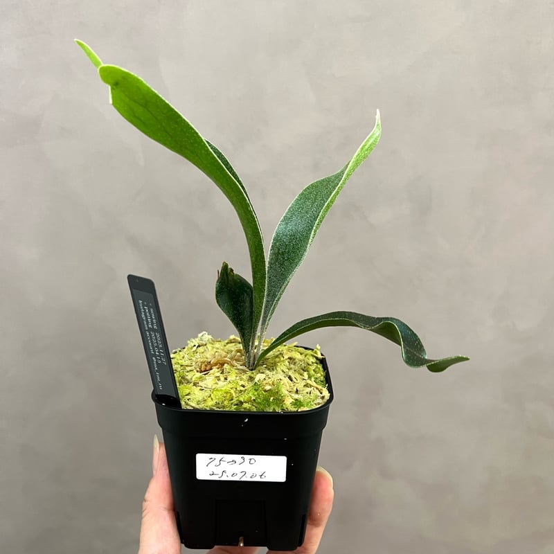 P33】ブルーダイアモンド#1 ビカクシダ P. Blue Diamond #1 sp