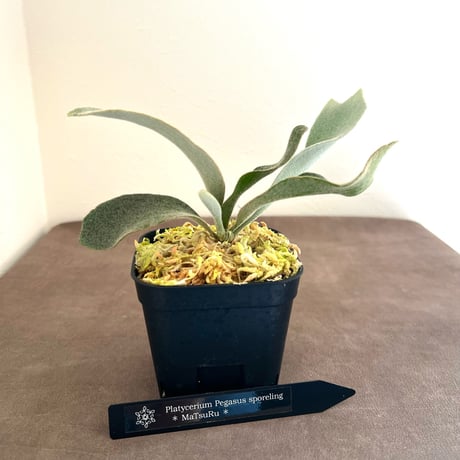 ビカクシダ | STORES