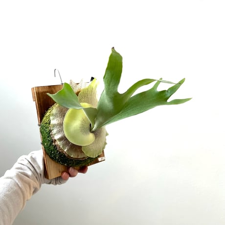 ビカクシダ板付け | STORES