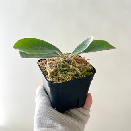 着生植物 | STORES